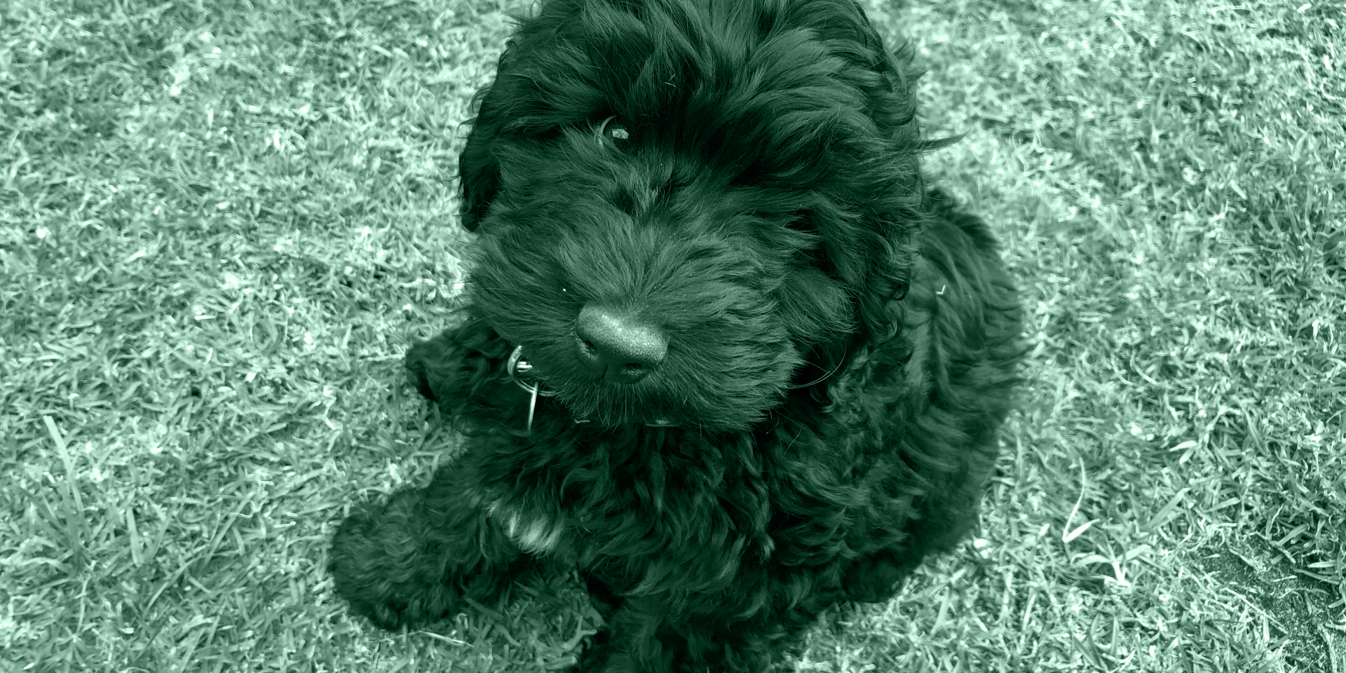 Bear as a puppy